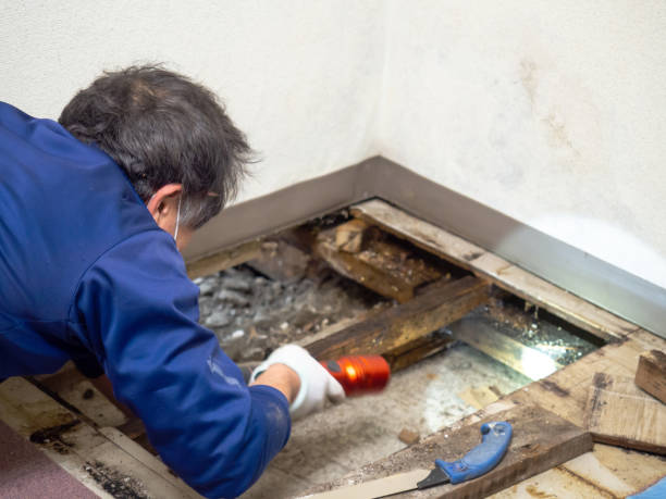 Best Mold Cleaning Services  in Ortonville, MN