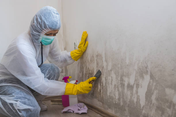 Best Toxic Mold Removal  in Ortonville, MN