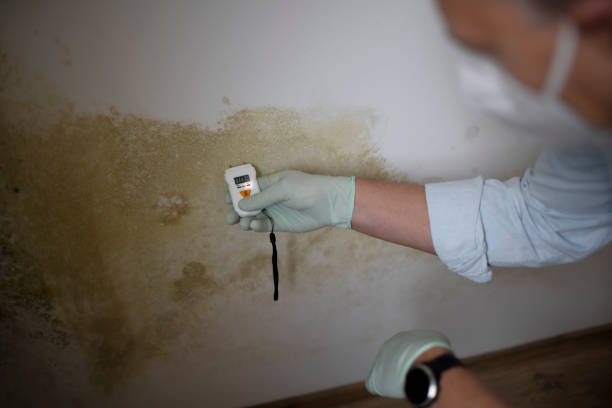 Best Mold Testing  in Ortonville, MN