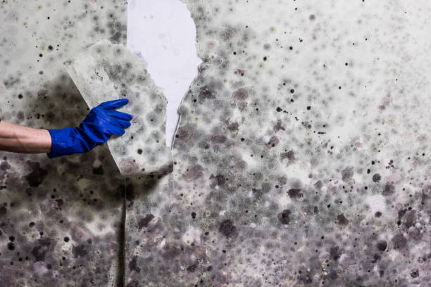Best Residential Mold Removal  in Ortonville, MN